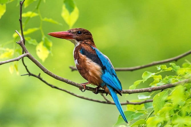 Muthurajawela Bird Watching Tour From Colombo & Negombo - Key things that make this tour work for bird lovers