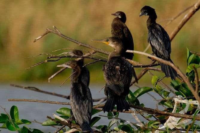 Muthurajawela Bird Watching Tour From Colombo & Negombo - Muthurajawela’s wetlands: where birding makes sense near Colombo