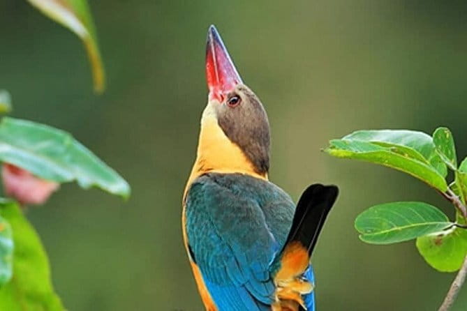 Muthurajawela Bird Watching Tour From Colombo & Negombo - The boat experience: private, calm, and guided for real sightings
