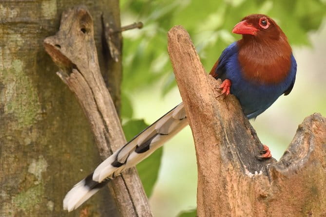 Muthurajawela Bird Watching Tour From Colombo & Negombo - Small risks to watch for (so you don’t end up with a disappointment)