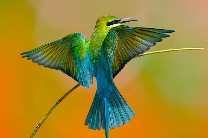 Muthurajawela Bird Watching Tour From Colombo & Negombo - Colombo or Negombo pickup: fitting a wetland morning into real travel days