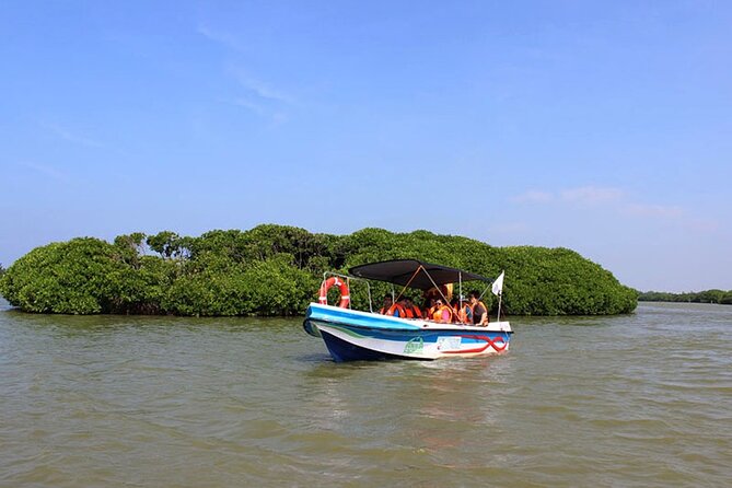 Muthurajawela Bird Watching Tour from Negombo / Colombo - Key things you’ll notice on this Muthurajawela birdwatching boat tour