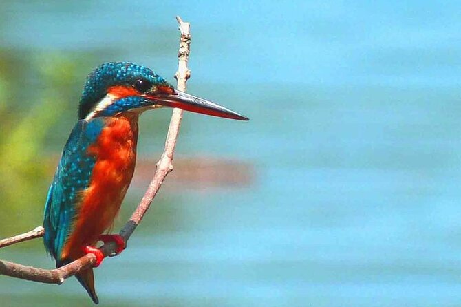 Muthurajawela Bird Watching Tour from Negombo / Colombo - The guide’s job: turning sightings into understanding