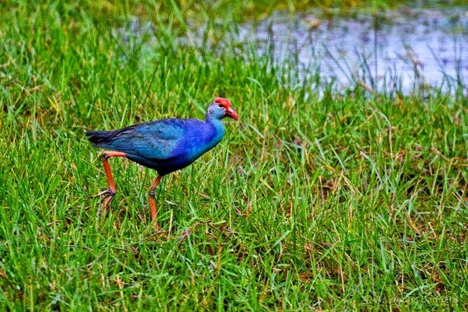 Muthurajawela Bird Watching Tour from Negombo / Colombo - Light refreshments during a 2.5-hour window