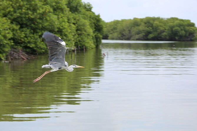 Muthurajawela Bird Watching Tour from Negombo / Colombo - On the boat ride: searching for Slender Loris and 100+ birds