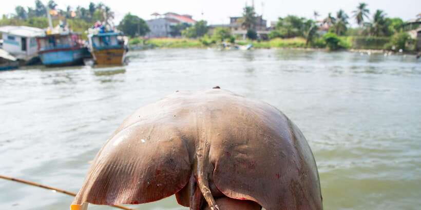Negombo: Catamaran Sailing with Traditional Fishermen - Price and Value: Why This Costs More Than a Standard Boat Tour