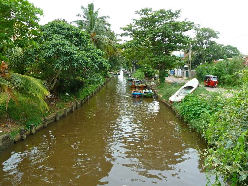 Negombo: Hamilton Canal to Colombo by Boat via Muthurajawela - From Dutch Canal to Negombo Lagoon: your bird-and-mangrove “main course”