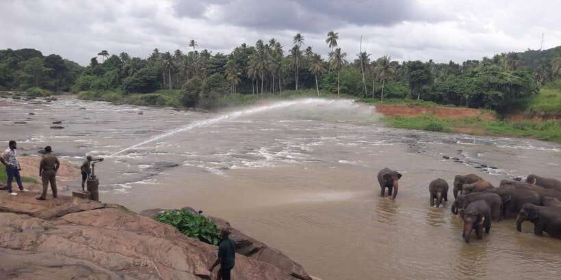 Negombo: Kandy and Pinnawala Elephant Orphanage Day Tour - Heading out: Negombo or Colombo to Pinnawala elephants