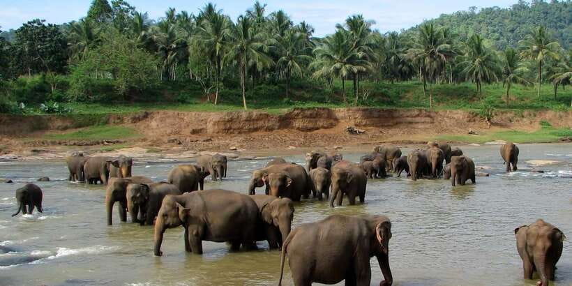 Negombo: Kandy and Pinnawala Elephant Orphanage Day Tour - The tea-country ride to Kandy: views, plantations, and a factory stop