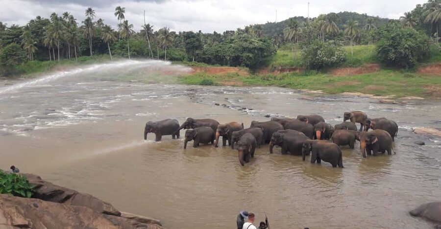 Negombo: Kandy and Pinnawala Elephant Orphanage Day Tour - How the 14-hour private pace actually feels