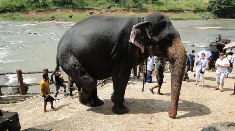 Negombo: Kandy and Pinnawala Elephant Orphanage Day Tour - Price and value: is $85 fair for this long day?