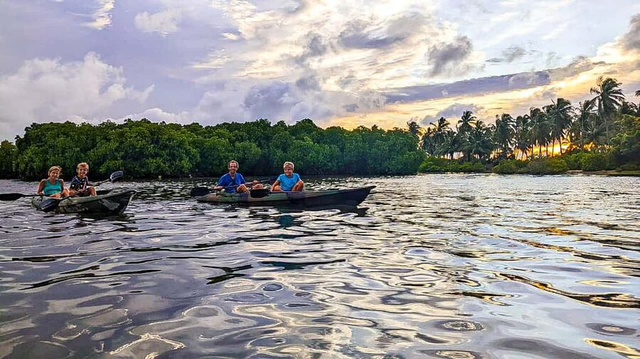 Negombo: Kayaking in the Lagoon - Bird spotting that actually feels like bird watching (herons, kingfishers, cormorants)