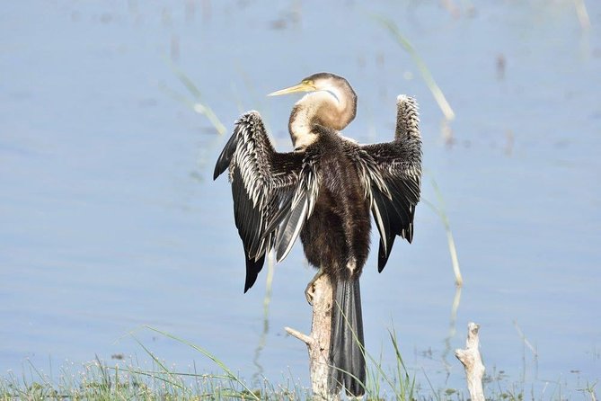 Negombo Lagoon Boat Safari From Negombo - On the water: mangroves, canals, and what you might spot