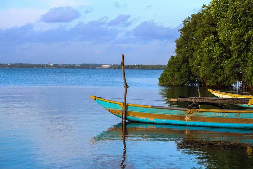 Negombo Lagoon (Mangrove ) Boat Excursion - The Mangrove Boat Ride: Breeze, Nets, and Bird Watching