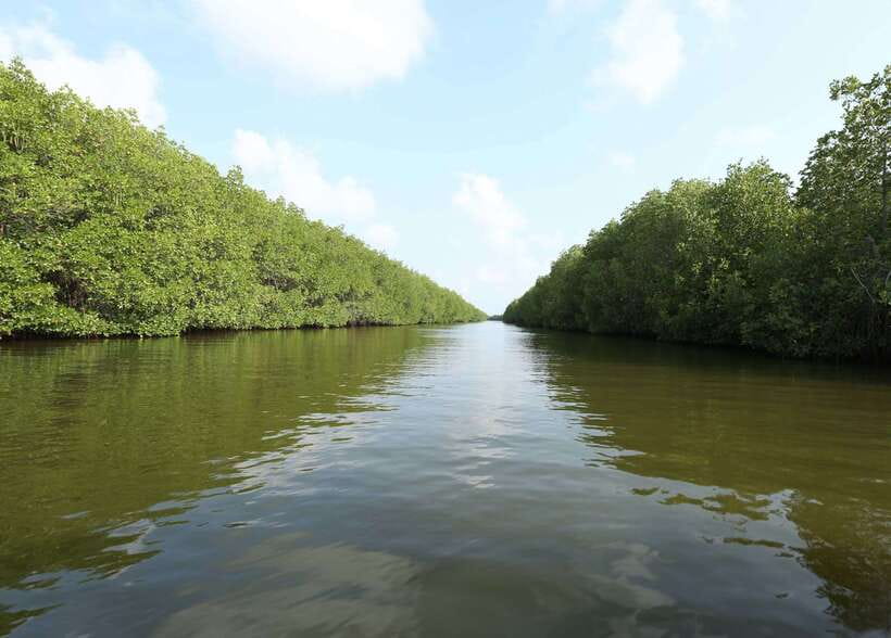 Negombo Lagoon (Mangrove ) Boat Excursion - Value Check: $120 for a Group Up to 3