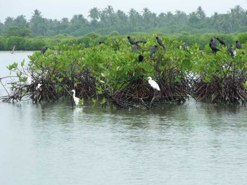 Negombo Lagoon (Mangrove ) Boat Excursion - Who This Tour Suits Best (and Who Should Skip It)