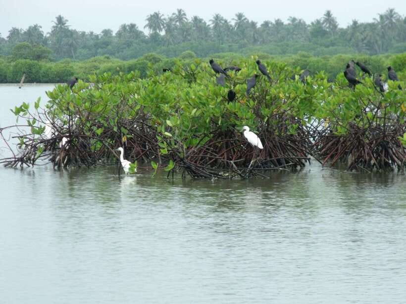 Negombo Lagoon (Mangrove ) Boat Excursion - Getting to Negombo Canal the Easy Way
