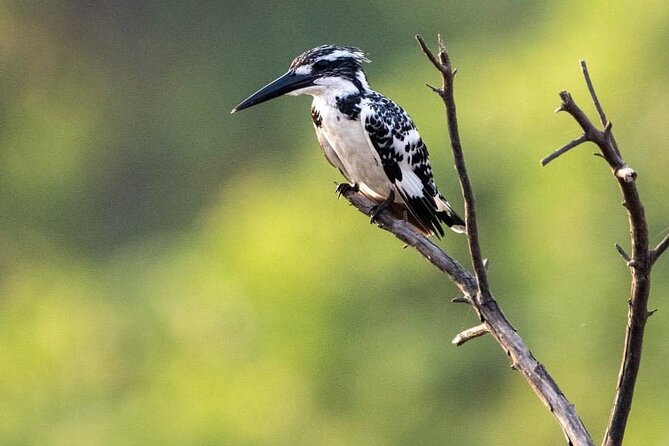 Negombo Lagoon & Muthurjawela Bird Watching Boat Tour - A two-hour boat ride through Negombo’s wetlands