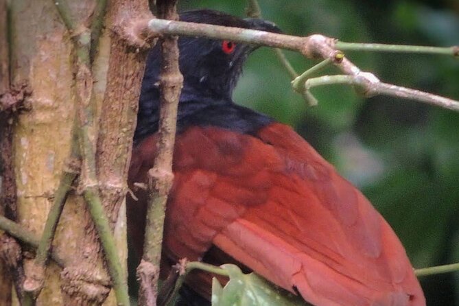 Negombo Lagoon & Muthurjawela Bird Watching Boat Tour - Private tour benefits: better pacing for spotting birds