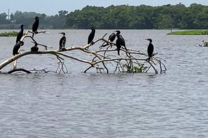Negombo Lagoon & Muthurjawela Bird Watching Boat Tour - Getting to the meeting point (and the transport issue to avoid)
