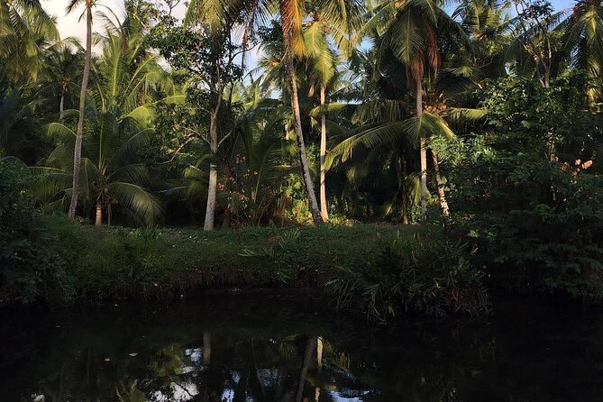 Negombo Lagoon & Muthurjawela Bird Watching Boat Tour - Muthurajawela Marsh: your main birdwatching hour
