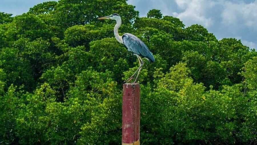 Negombo Private Tour: Market, Temples & Canal - Angurukaramulla Temple: plan your time and your donation approach
