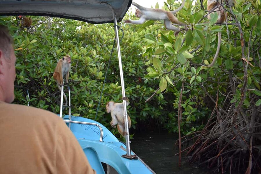 Negombo: Sunset lagoon boat tour with hotel transfers - The lagoon walk and the fruit break in the water