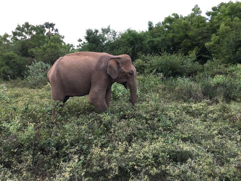 Overnight Treehouse Safari at Yala National Park - Evening jeep safari: your ranger does the heavy lifting