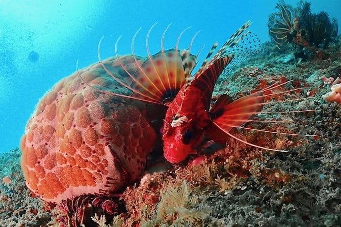 PADI Advanced Open Water Diver Course - Quick FAQ for planning your Advanced Open Water course