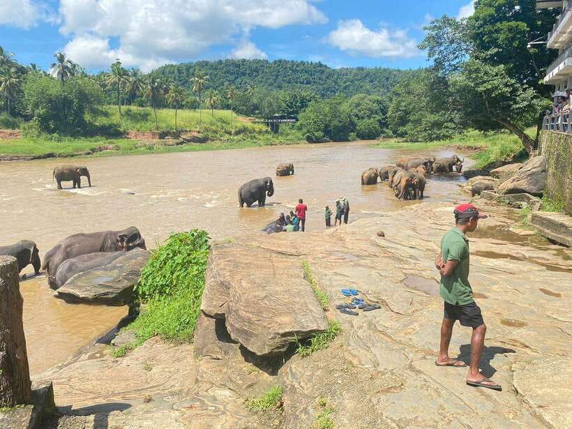 Pinnawala,Kandy Day Tour from Colombo/Negombo - Temple of the Tooth (Sri Dalada Maligawa): Sacred Relic and Puja Possibility