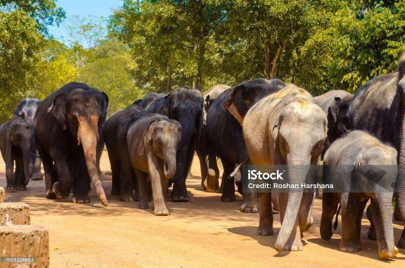 Pinnawala,Kandy Day Tour from Colombo/Negombo - Price and Value: What You’re Really Paying For