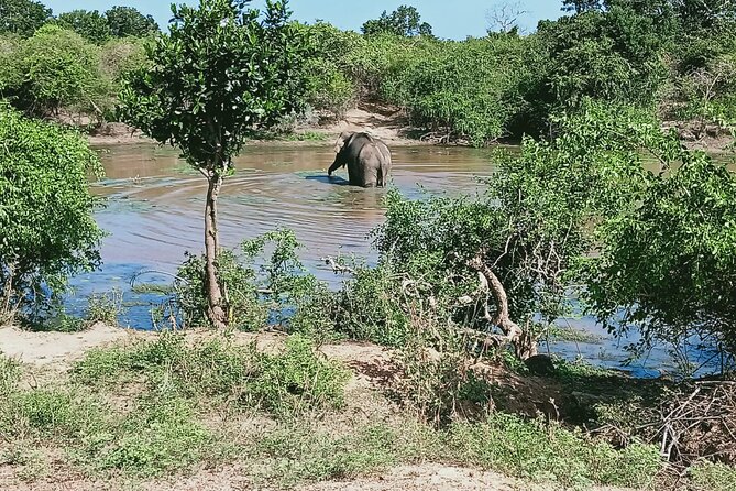 Private Day Tour in Yala National Park with Lunch - Booking with Sammy Tours: the kind of guiding that matters