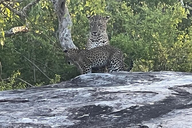 Private Day Tour in Yala National Park with Lunch - What a private jeep safari feels like in Yala