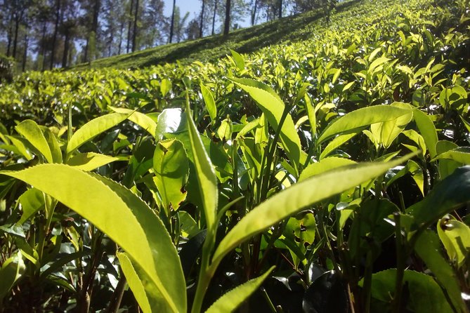 Private Day trip Kandy & pinnawala with your selected attractions - Design your own Kandy route without losing the temple time
