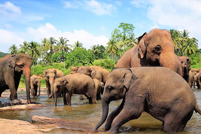 Private Day Trip to Sigiriya, cave and National park Safari Tour - Minneriya National Park safari—elephants aren’t always instant
