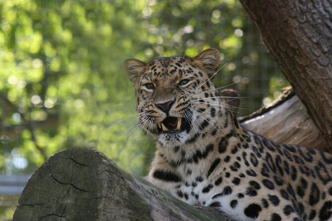 Private Day Trip to Yala National Park from Colombo - A 7:00 am door-to-door swing from Colombo to Yala
