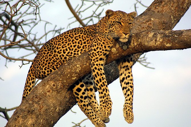 Private Day Trip to Yala National Park from Colombo - Tissamaharama lunch break: plan for food you actually want