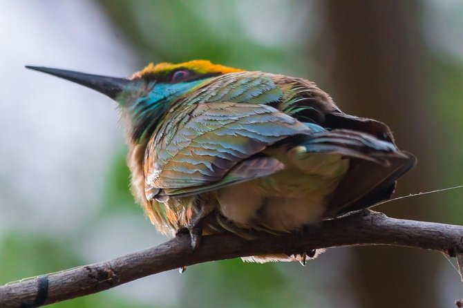 Private Day Trip to Yala National Park from Colombo - Yala National Park 4x4 jeep safari: your main event