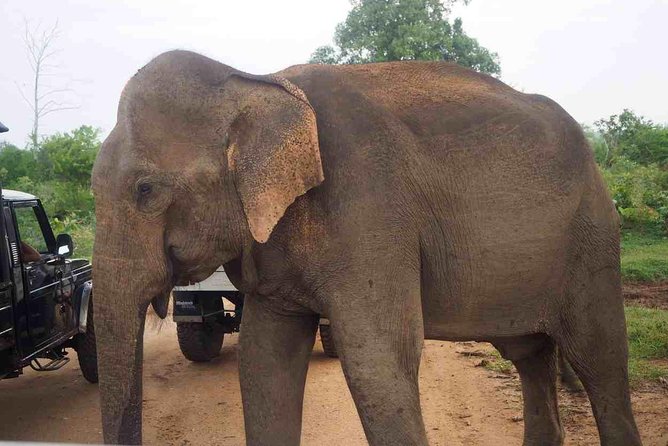 Private Day Trip to Yala National Park from Colombo - Dinner included, alcohol not: what that means for your budget