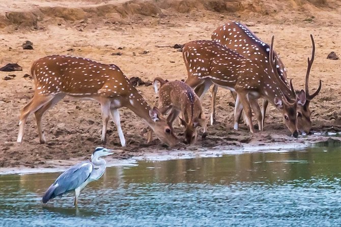 Private Day Trip to Yala National Park from Colombo - Should you book the Colombo to Yala private day trip?