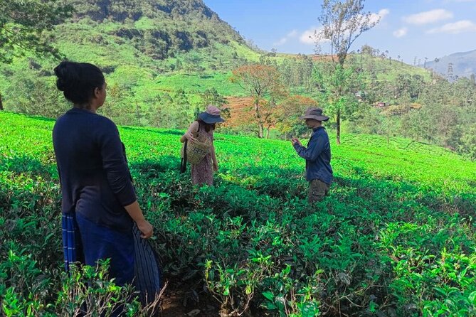Private Taxi Service Around Sri Lanka with Airport Pickup & Drop - Key points that matter before you land