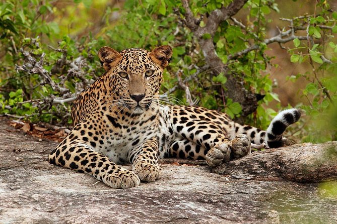 Private Trip to Sigiriya, Dambulla & safari from Colombo/ Negombo - A One-Day Sigiriya Circuit That Saves You From Planning Hell