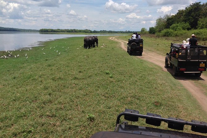 Private Trip to Sigiriya, Dambulla & safari from Colombo/ Negombo - Minneriya National Park Safari: Your Best Bet for Elephants