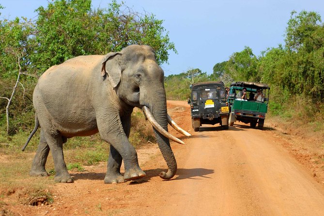 Privet One Day Udawalawe National Park Elephant Safari - Colombo to Udawalawe by private car: the value of not waiting around