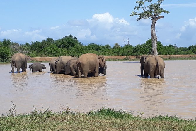 Privet One Day Udawalawe National Park Elephant Safari - Who this elephant safari day trip is best for