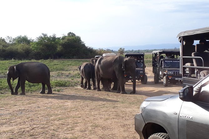 Privet One Day Udawalawe National Park Elephant Safari - Should you book it?