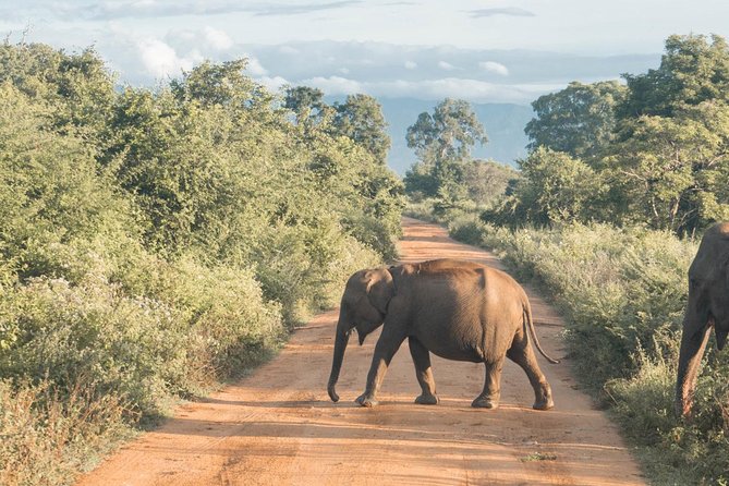 Round tour - 7days & 6nights - Yala National Park: The Wildlife-Focused Stretch