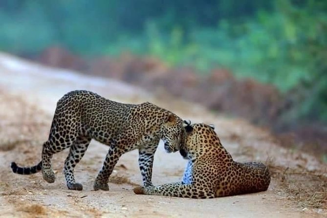 Safari at Wilpattu National Park from Negombo (All inclusive day tour) - Key highlights worth waking up for