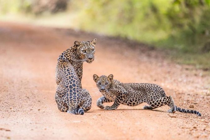 Safari at Wilpattu National Park from Negombo (All inclusive day tour) - Why a Wilpattu Jeep Safari Starts at 5:00am