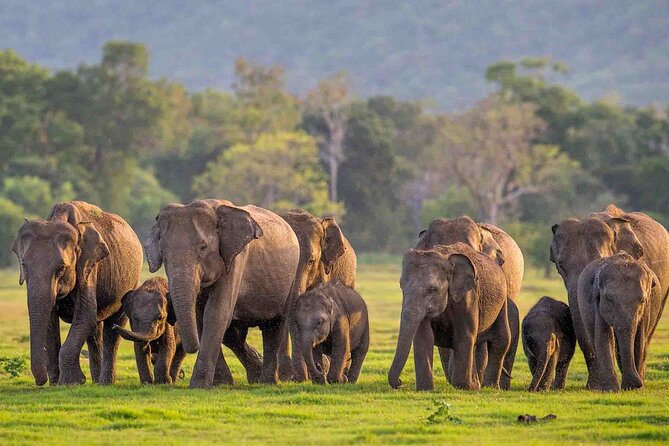 Safari Day Tour to Sigiriya Lion Rock and Golden Cave Temple - Who This Tour Fits Best (And Who Might Want Something Else)
